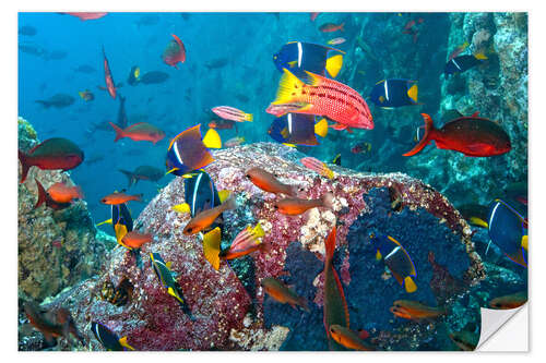 Selvklebende plakat Tropical underwater world