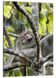 Aluminium print Three-finger sloth rests on tree