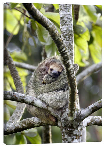 Canvas print Three-finger sloth rests on tree