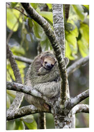 Gallery print Three-finger sloth rests on tree