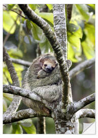 Naklejka na ścianę Three-finger sloth rests on tree