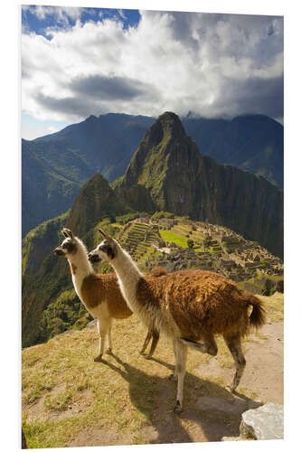 Foam board print Llamas at Machu Picchu