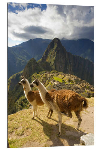 Gallery print Llamas at Machu Picchu