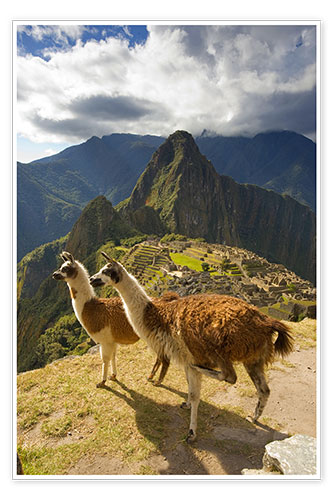 Poster Llamas at Machu Picchu