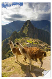 Naklejka na ścianę Llamas at Machu Picchu