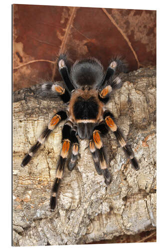 Galleritryck Red knee tarantula