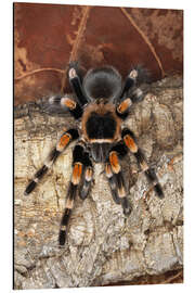 Magnettafel Rotknie-Vogelspinne