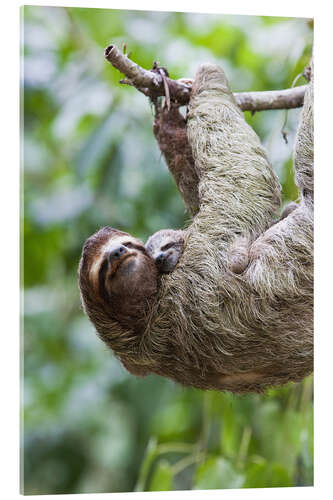 Akrylbilde Sloth with baby on the branch