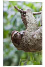 Alubild Faultier mit Baby am Ast