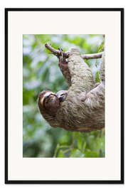 Gerahmter Kunstdruck Faultier mit Baby am Ast