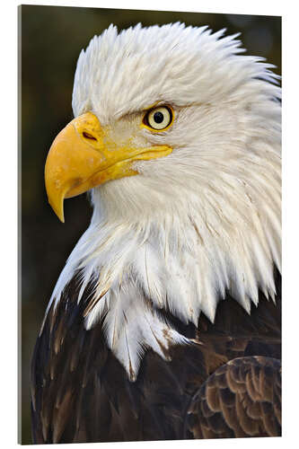 Acrylic print Head of a bald eagle