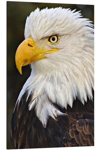 Alumiinitaulu Head of a bald eagle