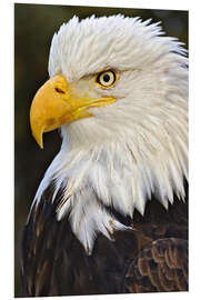 Foam board print Head of a bald eagle