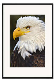 Gerahmter Kunstdruck Kopf eines Weißkopfseeadler