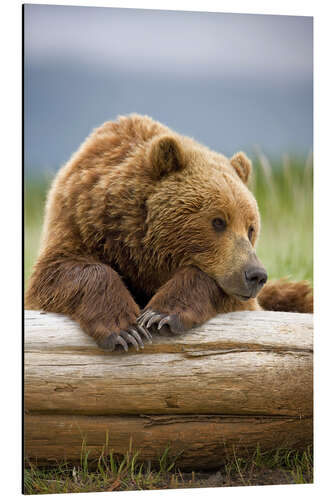 Aluminium print Brown bear is relaxing on tree trunk