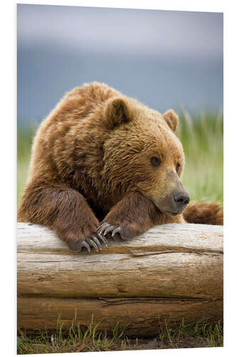 Foam board print Brown bear is relaxing on tree trunk