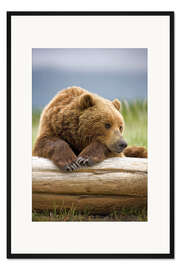 Gerahmter Kunstdruck Braunbär relaxt auf Baumstamm