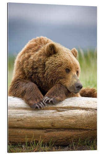 Gallery print Brown bear is relaxing on tree trunk