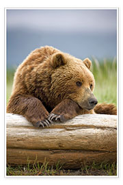 Poster Brown bear is relaxing on tree trunk