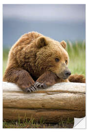 Naklejka na ścianę Brown bear is relaxing on tree trunk