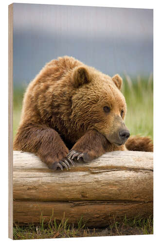 Wood print Brown bear is relaxing on tree trunk