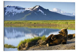 Aluminium print Brown bear relaxes at the lake