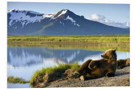 Foam board print Brown bear relaxes at the lake