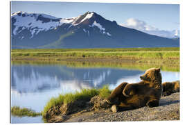 Gallery print Brown bear relaxes at the lake