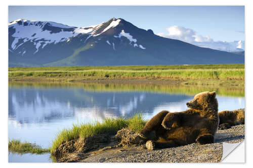 Naklejka na ścianę Brown bear relaxes at the lake