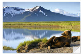 Selvklebende plakat Brown bear relaxes at the lake