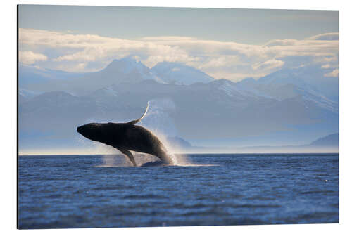 Aluminiumtavla Humpback whale jumps out of water