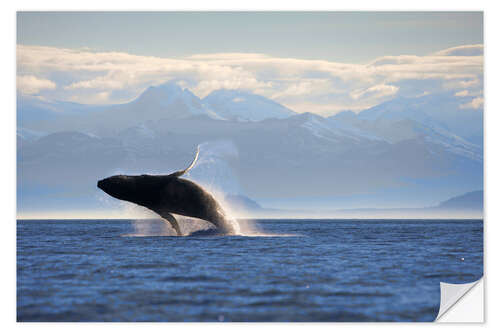 Naklejka na ścianę Humpback whale jumps out of water