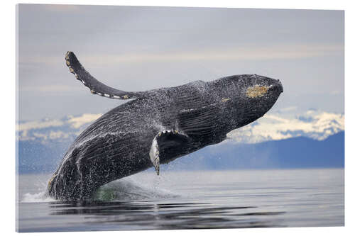 Acrylic print Humpback whale in Frederick Sound