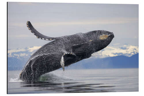 Aluminium print Humpback whale in Frederick Sound