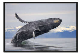 Gerahmter Kunstdruck Buckelwal in Frederick Sound