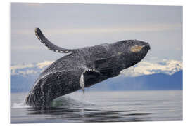 Foam board print Humpback whale in Frederick Sound