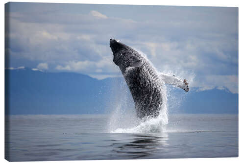 Tableau sur toile Baleine à bosse dans le saut