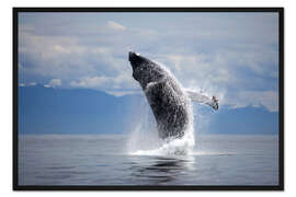 Gerahmter Kunstdruck Buckelwal im Sprung