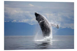 Foam board print Humpback whale in the jump