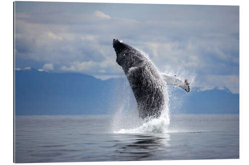 Gallery print Humpback whale in the jump