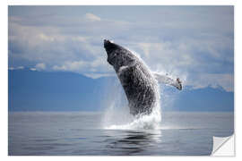 Selvklebende plakat Humpback whale in the jump