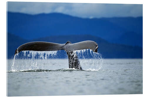 Akrylglastavla Fin of a humpback whale