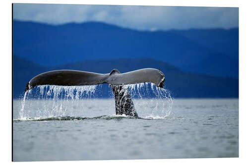 Aluminiumtavla Fin of a humpback whale