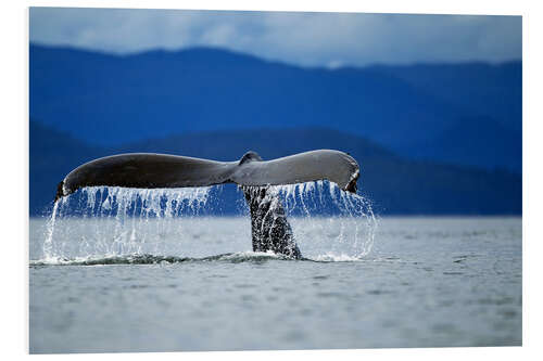 PVC-tavla Fin of a humpback whale