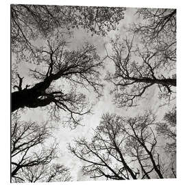 Magnettafel Meditative Kraft der Bäume