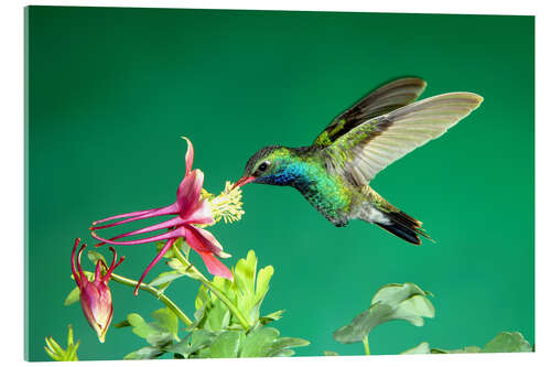 Acrylic print Broad-billed hummingbird on columbine
