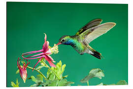 Aluminiumsbilde Broad-billed hummingbird on columbine