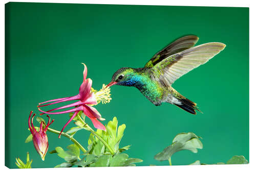 Canvas print Broad-billed hummingbird on columbine