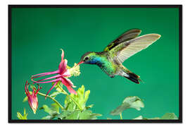 Gerahmter Kunstdruck Breitschnabelkolibri an Akelei