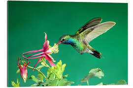 Gallery print Broad-billed hummingbird on columbine